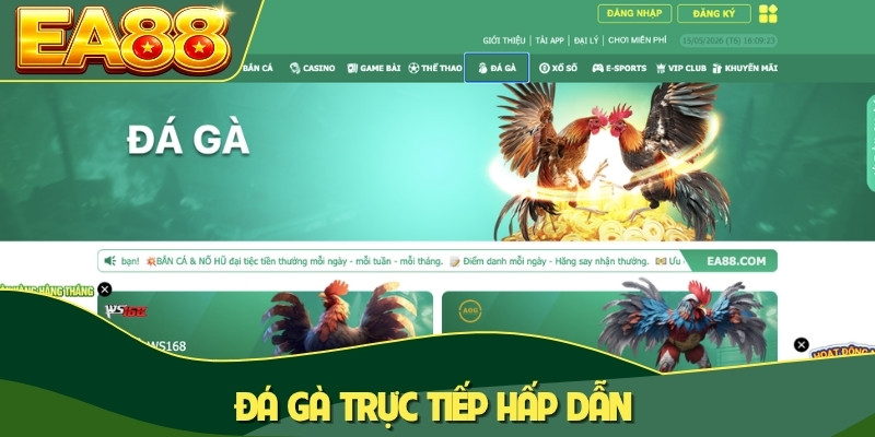 Đá gà trực tiếp hấp dẫn Đá gà trực tiếp hấp dẫn