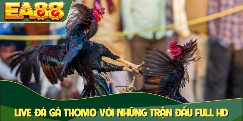 Live đá gà Thomo với những trận đấu full HD