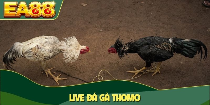 Live đá gà Thomo