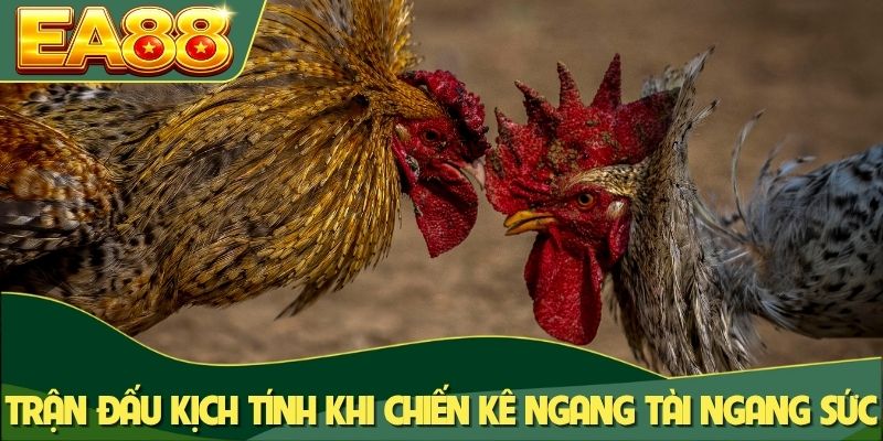 Trận đấu kịch tính khi chiến kê ngang tài ngang sức